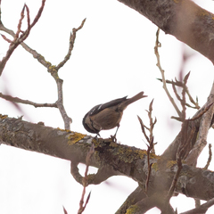 Periparus ater