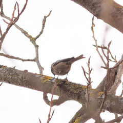 Periparus ater