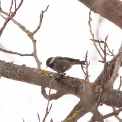 Periparus ater