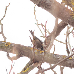 Periparus ater