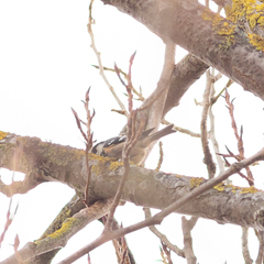 Periparus ater