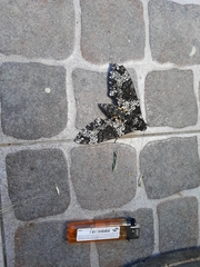 Manduca rustica
