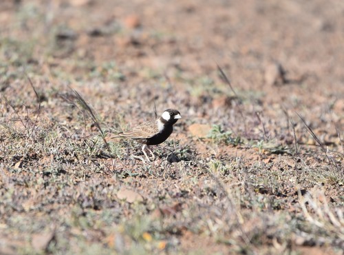 Grey-backed Sparrow-Lark (Eremopterix verticalis), photo 5