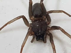Corinnoidea