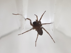 Corinnoidea