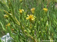 Dittrichia viscosa angustifolia