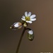 Early Whitlowgrass - Photo (c) fotis-samaritakis, some rights reserved (CC BY-NC), uploaded by fotis-samaritakis