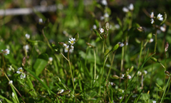 Draba praecox