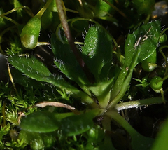 Draba praecox