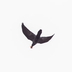 Corvus corax