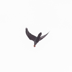 Corvus corax