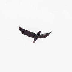 Corvus corax