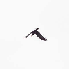 Corvus corax