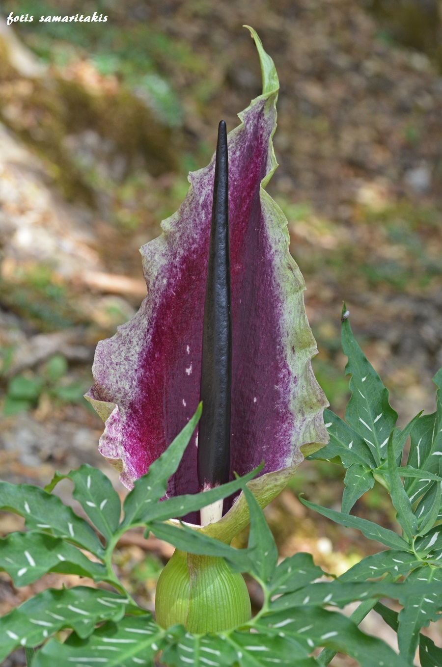 Dracunculus