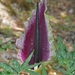 紫花海芋屬 - Photo 由 fotis-samaritakis 所上傳的 (c) fotis-samaritakis，保留部份權利CC BY-NC
