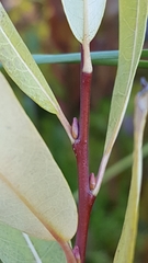 Salix pedicellaris