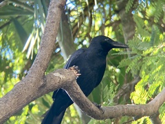 Corvus macrorhynchos