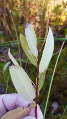 Salix pedicellaris