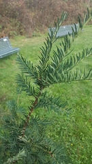 Taxus baccata