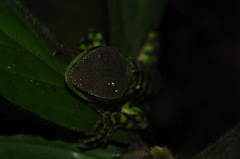 Enyalioides laticeps