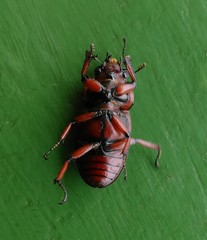 Prosopocoilus astacoides