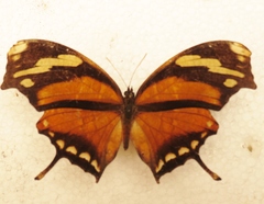 Consul fabius cecrops