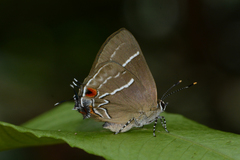 Lamprospilus coelicolor