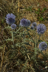 Echinops spinosissimus bithynicus