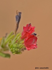 Echium angustifolium