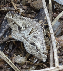 Chiasmia inaequilinea