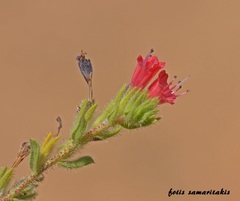 Echium angustifolium