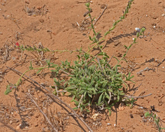 Echium angustifolium