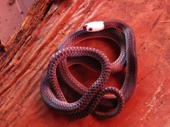 Enuliophis sclateri