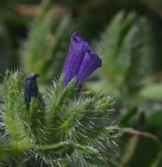 Echium arenarium