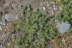 Echium arenarium