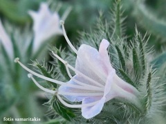 Echium italicum biebersteinii