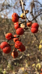 Bunchosia canescens