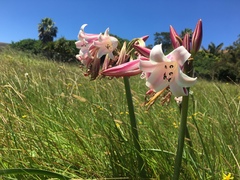 Crinum lineare