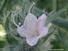 Echium italicum biebersteinii