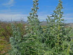 Echium italicum biebersteinii