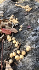 Bunchosia canescens