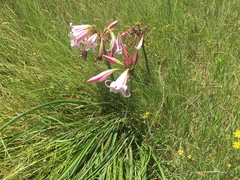 Crinum lineare