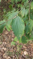 Celtis australis
