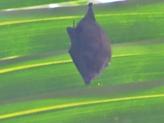 Cyttarops alecto