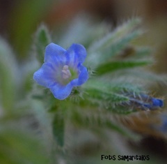 Echium parviflorum