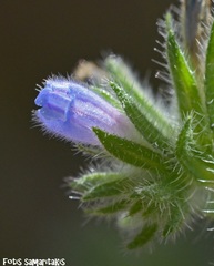Echium parviflorum