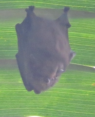 Cyttarops alecto