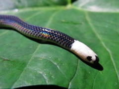 Enuliophis sclateri