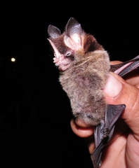 Gardnerycteris crenulatum