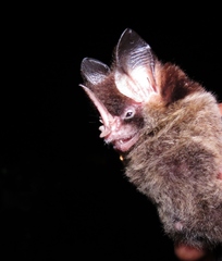 Gardnerycteris crenulatum